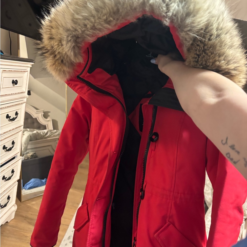 Authentic Canada goose (s)
